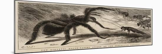 The Gigantic Mouse-Eating Spider at the Zoological Gardens-null-Mounted Giclee Print