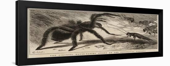 The Gigantic Mouse-Eating Spider at the Zoological Gardens-null-Framed Giclee Print