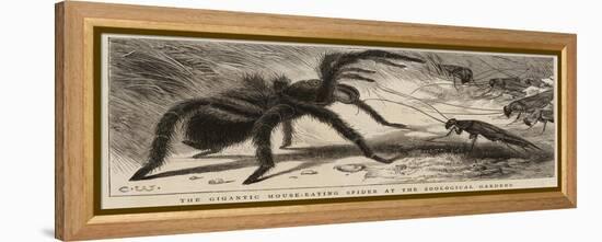 The Gigantic Mouse-Eating Spider at the Zoological Gardens-null-Framed Premier Image Canvas