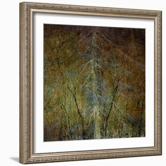 The Gilded Larch-Doug Chinnery-Framed Giclee Print