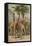 The Giraffe by Alfred Edmund Brehm-Stefano Bianchetti-Framed Premier Image Canvas