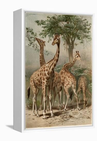 The Giraffe by Alfred Edmund Brehm-Stefano Bianchetti-Framed Premier Image Canvas