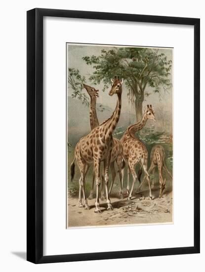 The Giraffe by Alfred Edmund Brehm-Stefano Bianchetti-Framed Giclee Print