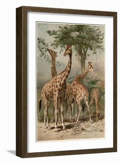 The Giraffe by Alfred Edmund Brehm-Stefano Bianchetti-Framed Giclee Print