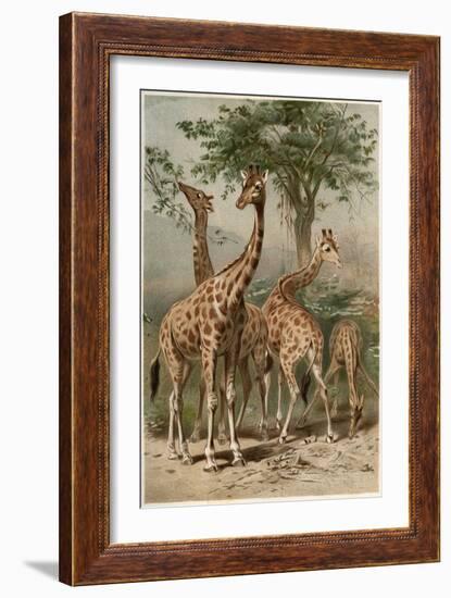 The Giraffe by Alfred Edmund Brehm-Stefano Bianchetti-Framed Giclee Print