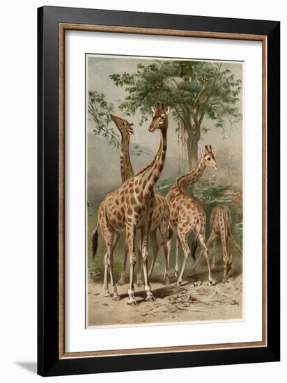 The Giraffe by Alfred Edmund Brehm-Stefano Bianchetti-Framed Giclee Print