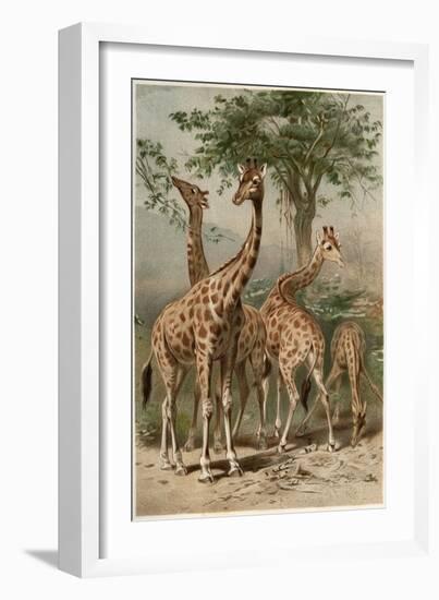 The Giraffe by Alfred Edmund Brehm-Stefano Bianchetti-Framed Giclee Print