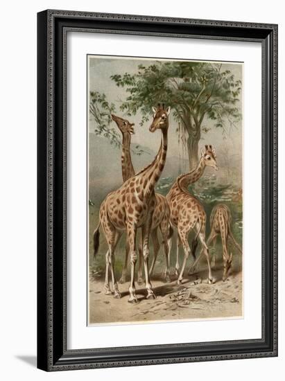 The Giraffe by Alfred Edmund Brehm-Stefano Bianchetti-Framed Giclee Print