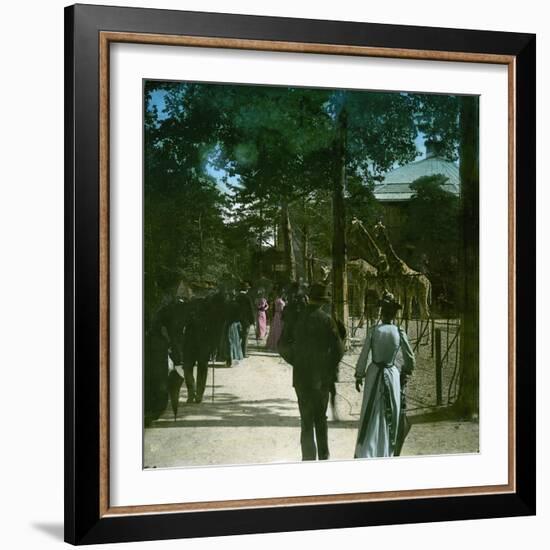The Giraffe in the Jardin D'Acclimation, Paris (XVIth Arrondissement), Circa 1895-Leon, Levy et Fils-Framed Photographic Print