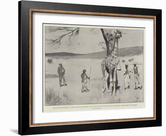 The Giraffe Presented to the Queen by King Khama on its Native Soil before the Voyage to England-Cecil Aldin-Framed Giclee Print