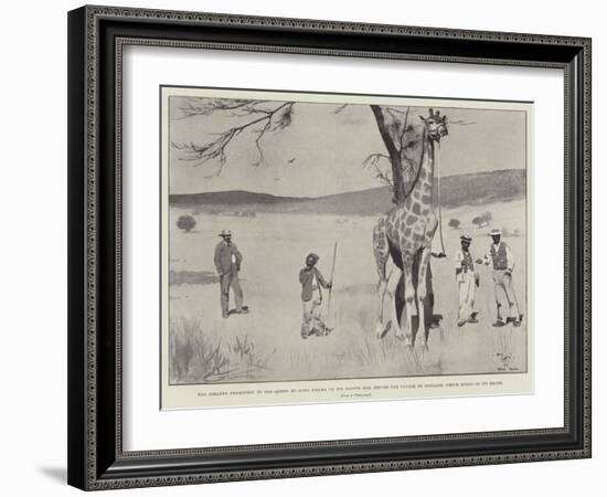 The Giraffe Presented to the Queen by King Khama on its Native Soil before the Voyage to England-Cecil Aldin-Framed Giclee Print