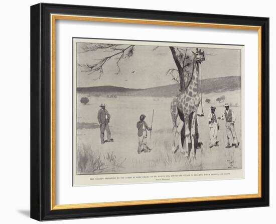 The Giraffe Presented to the Queen by King Khama on its Native Soil before the Voyage to England-Cecil Aldin-Framed Giclee Print