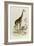 The Giraffe, 'Quadrupeds', from De Buffon-Georges-Louis Leclerc-Framed Art Print