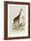 The Giraffe, 'Quadrupeds', from De Buffon-Georges-Louis Leclerc-Framed Art Print