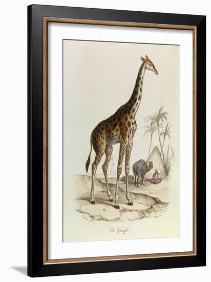 The Giraffe, 'Quadrupeds', from De Buffon-Georges-Louis Leclerc-Framed Art Print