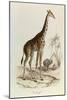 The Giraffe, 'Quadrupeds', from De Buffon-Georges-Louis Leclerc-Mounted Art Print