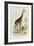 The Giraffe, 'Quadrupeds', from De Buffon-Georges-Louis Leclerc-Framed Art Print