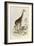 The Giraffe, 'Quadrupeds', from De Buffon-Georges-Louis Leclerc-Framed Art Print