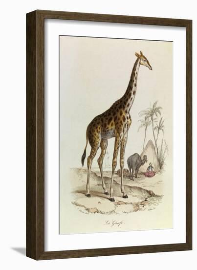 The Giraffe, 'Quadrupeds', from De Buffon-Georges-Louis Leclerc-Framed Premium Giclee Print