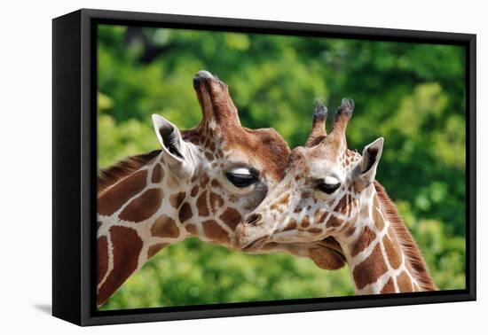 The Giraffe-meunierd-Framed Premier Image Canvas