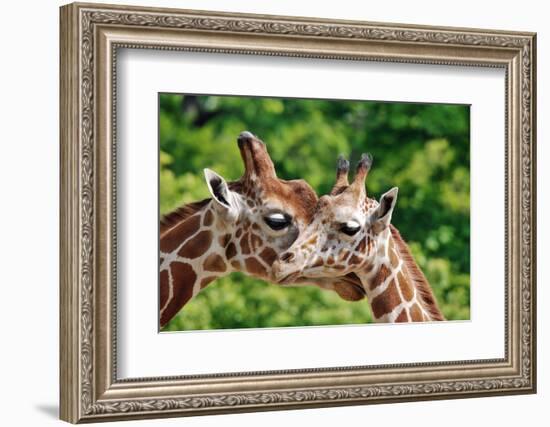 The Giraffe-meunierd-Framed Photographic Print