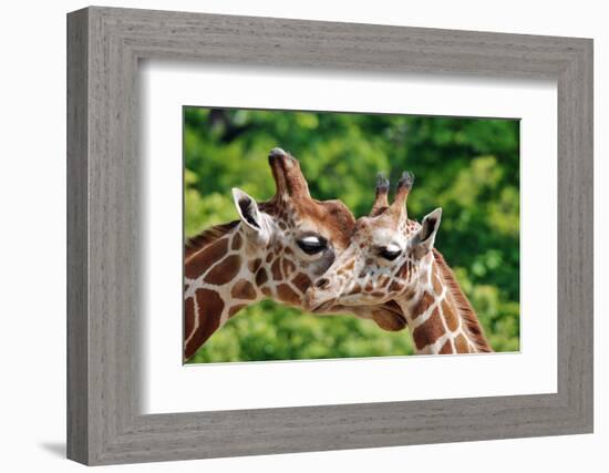 The Giraffe-meunierd-Framed Photographic Print