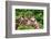 The Giraffe-meunierd-Framed Photographic Print