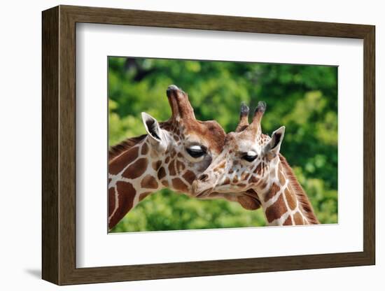 The Giraffe-meunierd-Framed Photographic Print