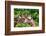 The Giraffe-meunierd-Framed Photographic Print