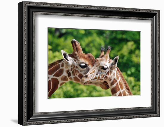 The Giraffe-meunierd-Framed Photographic Print