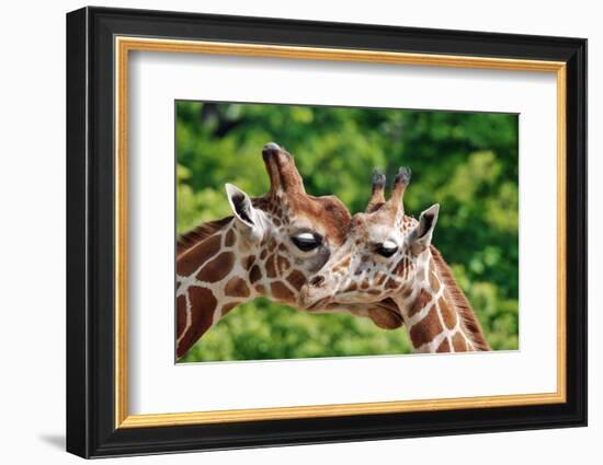 The Giraffe-meunierd-Framed Photographic Print