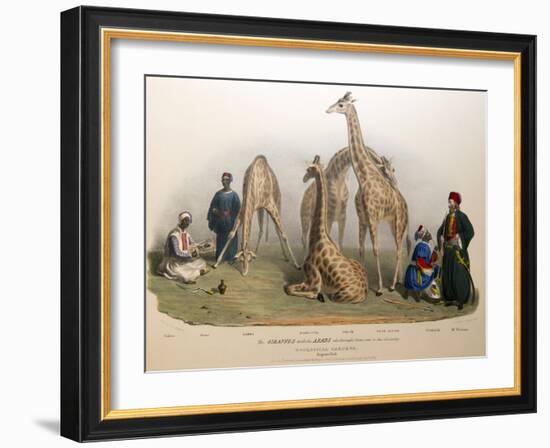 The Giraffes with the Arabs, 1836-George The Elder Scharf-Framed Giclee Print