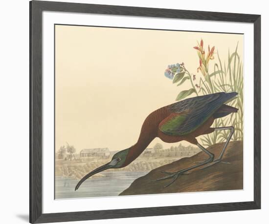 The Glossy Ibis-John James Audubon-Framed Premium Giclee Print