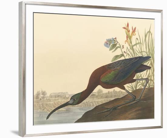 The Glossy Ibis-John James Audubon-Framed Premium Giclee Print