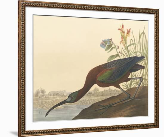 The Glossy Ibis-John James Audubon-Framed Premium Giclee Print