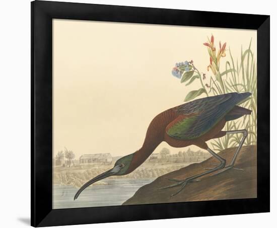 The Glossy Ibis-John James Audubon-Framed Premium Giclee Print