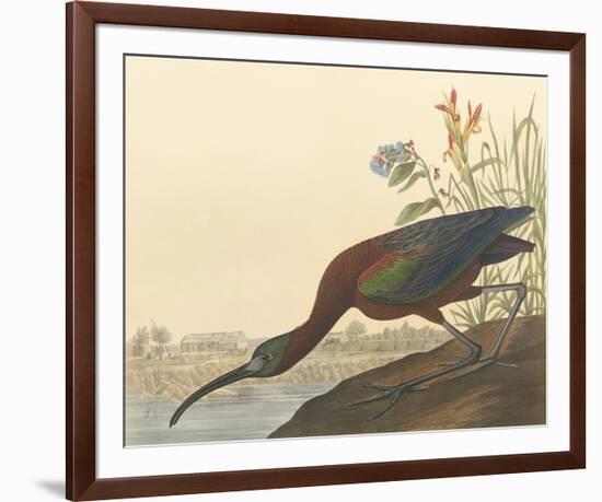 The Glossy Ibis-John James Audubon-Framed Premium Giclee Print