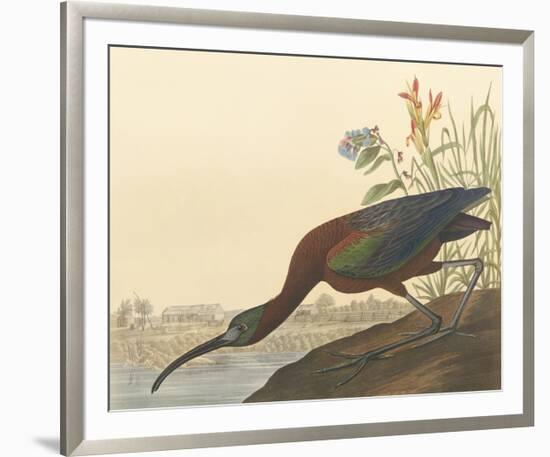 The Glossy Ibis-John James Audubon-Framed Premium Giclee Print