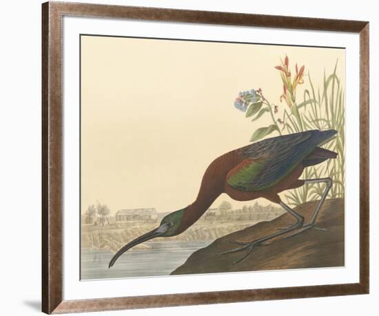 The Glossy Ibis-John James Audubon-Framed Premium Giclee Print