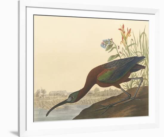 The Glossy Ibis-John James Audubon-Framed Premium Giclee Print