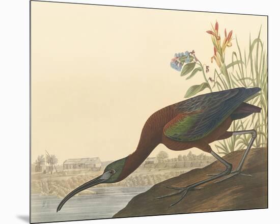 The Glossy Ibis-John James Audubon-Mounted Premium Giclee Print