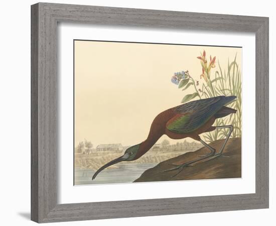 The Glossy Ibis-James Audubon-Framed Giclee Print