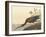 The Glossy Ibis-James Audubon-Framed Giclee Print
