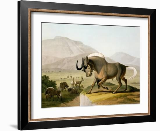 The Gnoo, 1804-Samuel Daniell-Framed Giclee Print