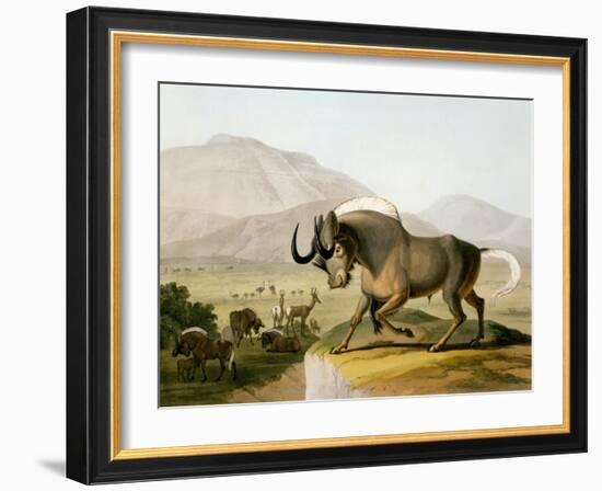 The Gnoo, 1804-Samuel Daniell-Framed Giclee Print