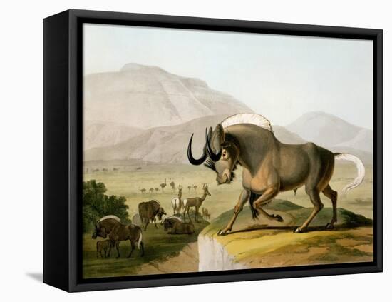 The Gnoo, 1804-Samuel Daniell-Framed Premier Image Canvas
