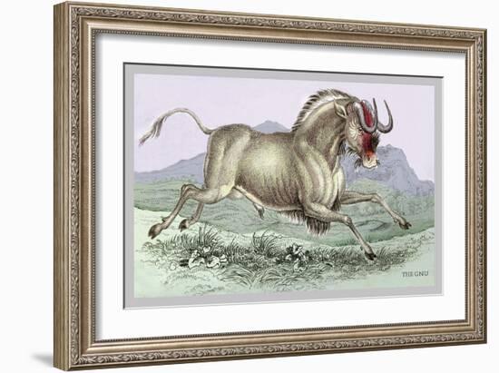 The Gnu-John Stewart-Framed Art Print