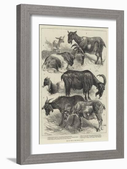 The Goat Show at the Crystal Palace-Harrison William Weir-Framed Giclee Print