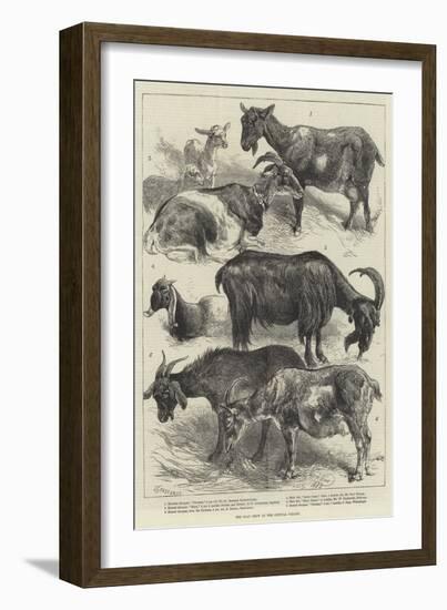 The Goat Show at the Crystal Palace-Harrison William Weir-Framed Giclee Print