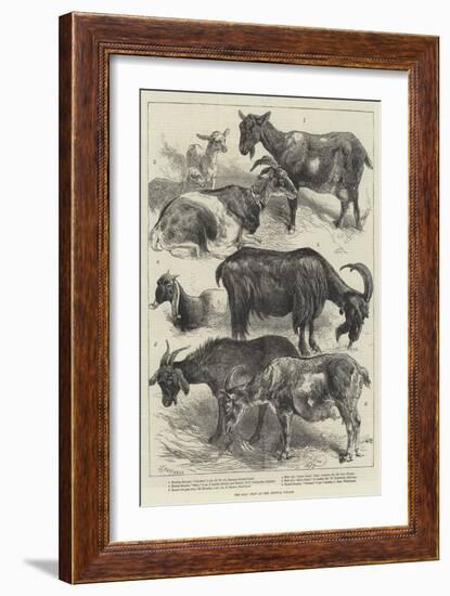 The Goat Show at the Crystal Palace-Harrison William Weir-Framed Giclee Print